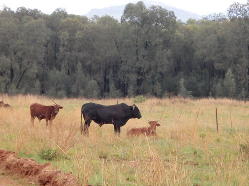 More cattle, type unknown.